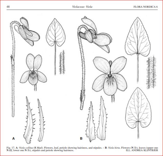 Viola odorata?       No, alba subsp. alba